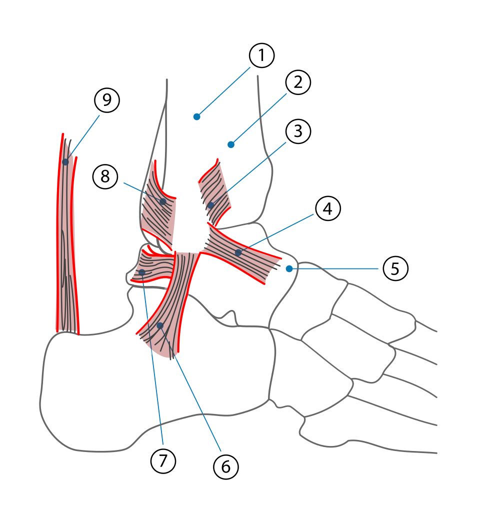 踝关节外侧韧带解剖示意图（公域，来源：Wikimedia Commons）
